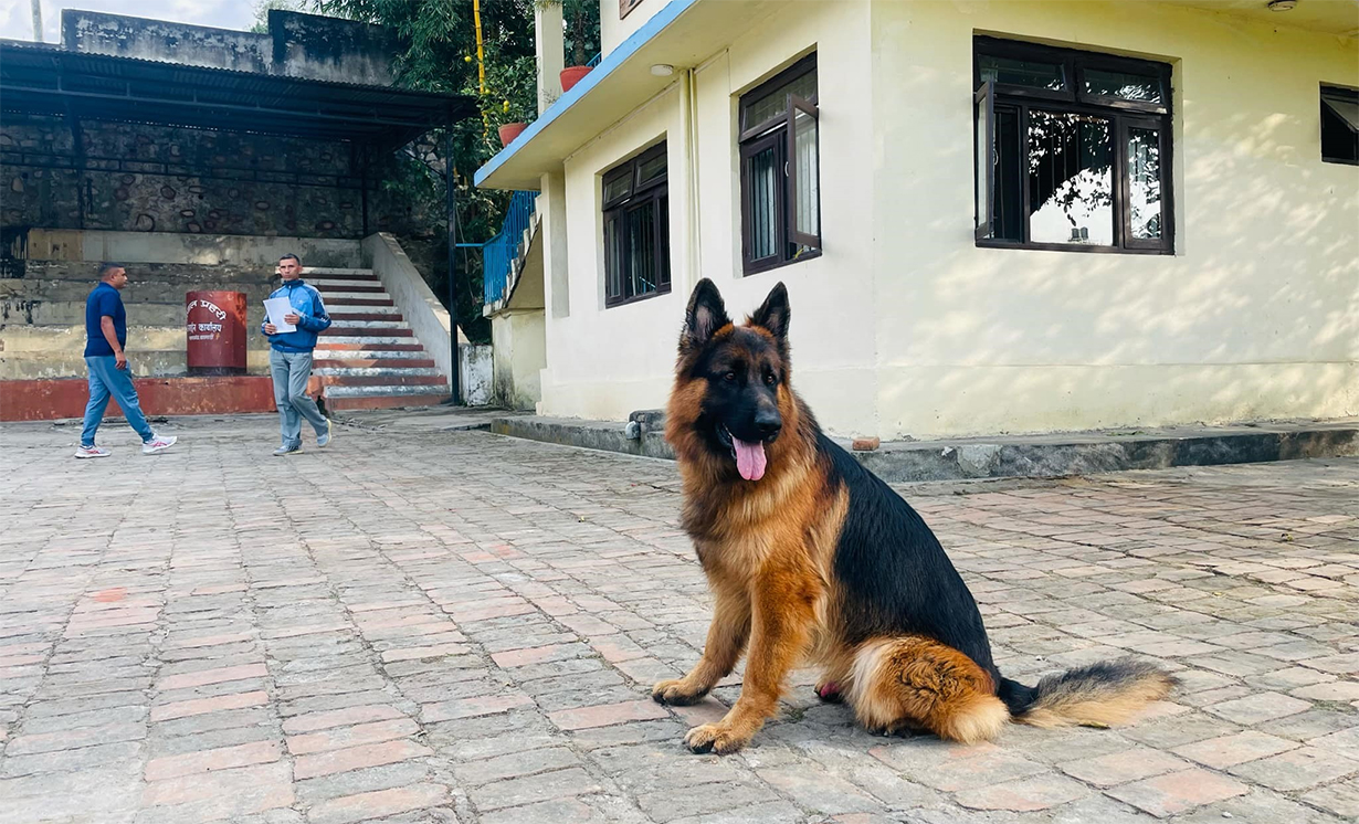 Read more about the article रत्नकुमारी र नेत्रकुमारीलाई न्याय दिलाउने ‘टाइगर’ केनाइनलाई अवार्ड